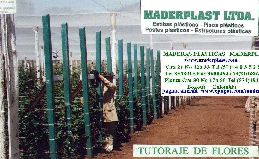 rosas con tutores para sostener la flor tutorar el cultivo de flores con postes varas repisas de madera plástica mayas y escalerillas para sostener el follaje en maderas plásticas tutores 0019 rosas con tutores para sostener la flor tutorar el cultivo de flores con postes varas repisas de madera plástica mayas y escalerillas para sostener el follaje en maderas plásticas tutores 0019